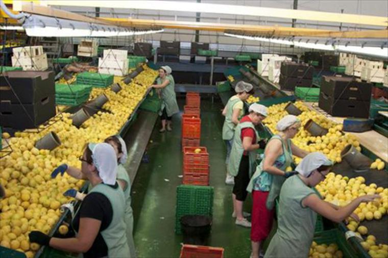 CSIF valora positivamente que la reactivación de la industria agroalimentaria salve el desempleo en Almería 