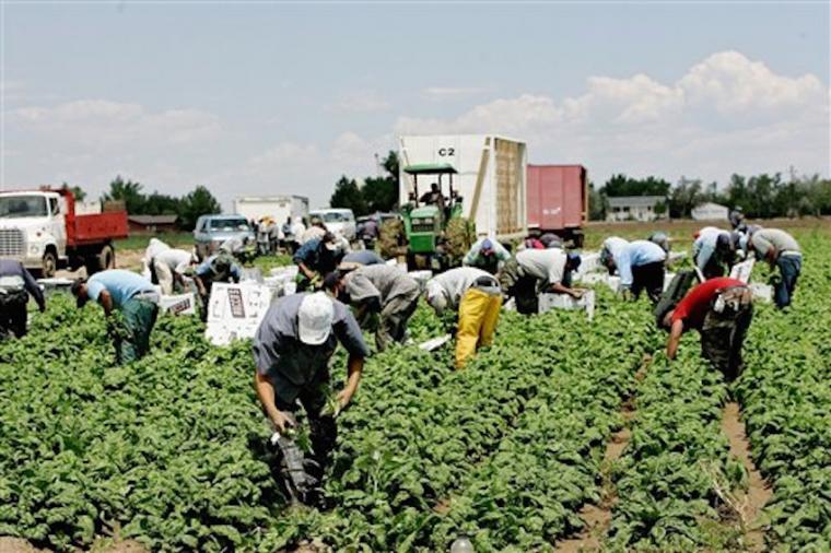 El Gobierno de España aprueba medidas urgentes para favorecer la contratación temporal de trabajadores del sector agrario