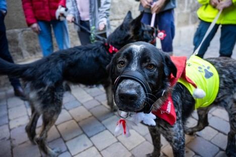 Campaña navideña promueve la adopción responsable de 265 animales en Almería