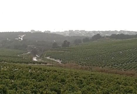 La Generalitat retira caña invasora en Sierra Escalona para proteger especies autóctonas