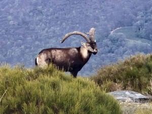 Aumento del 15% en solicitudes para la caza en Extremadura