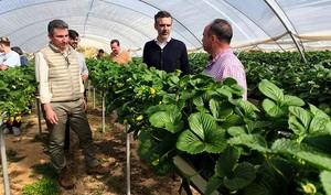 Huelva lidera las exportaciones de frutos rojos en Andalucía con el 90% del total