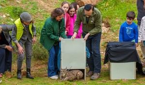 Liberan dos linces ibéricos en Lora del Río para impulsar su recuperación