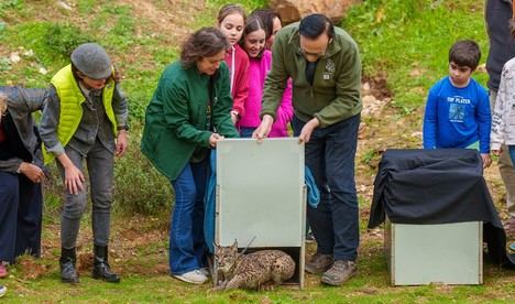 Liberan dos linces ib&Atilde;&copy;ricos en Lora del R&Atilde;&shy;o para impulsar su recuperaci&Atilde;&sup3;n