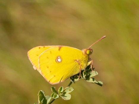 Mariposas de Timanfaya: indicadores de salud ambiental en el ecosistema volcánico