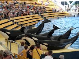 Loro Parque no ve viable trasladar cetáceos de los zoos a recintos en el mar