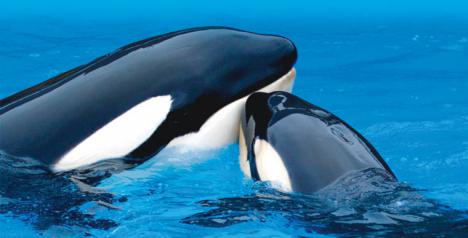 Loro Parque no ve viable trasladar cetáceos de los zoos a recintos en el mar