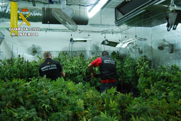 Detenido por cultivar 3.400 plantas de marihuana en El Casar.