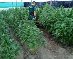 Detenido en Mijas el cabecilla de una red internacional de cultivo de marihuana