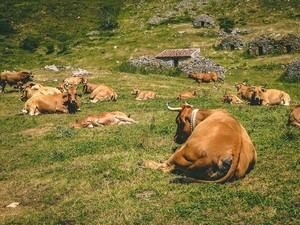Medio Rural destina 500.000 euros para vacunas contra enfermedades ganaderas
