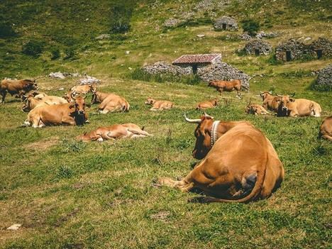 Medio Rural destina 500.000 euros para vacunas contra enfermedades ganaderas