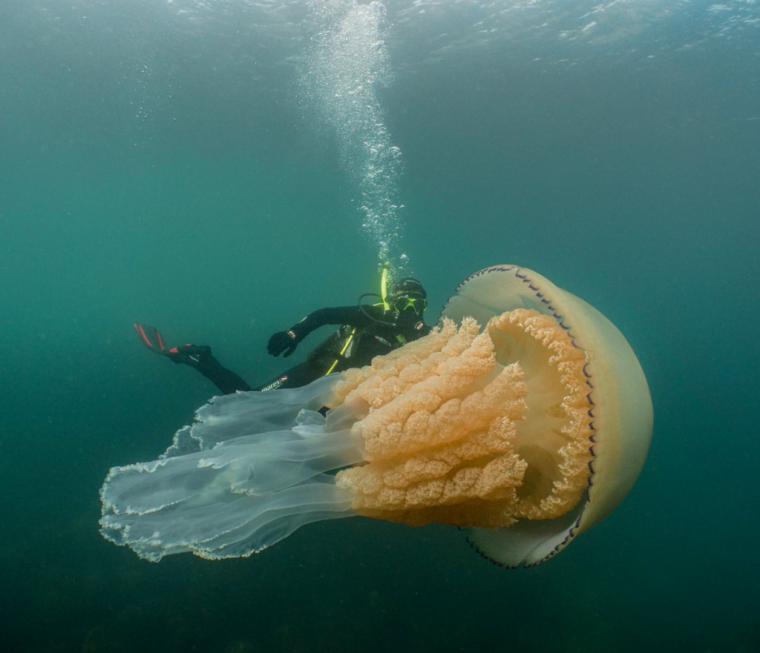Una medusa gigante ha sido grabada en las costas británicas