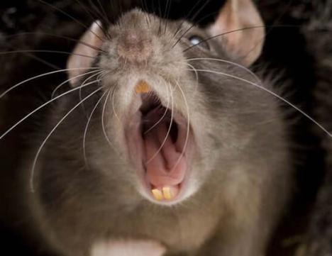 Unas de ratas se cuelan en un cajero y se comen unos 15.000 euros en efectivo
 