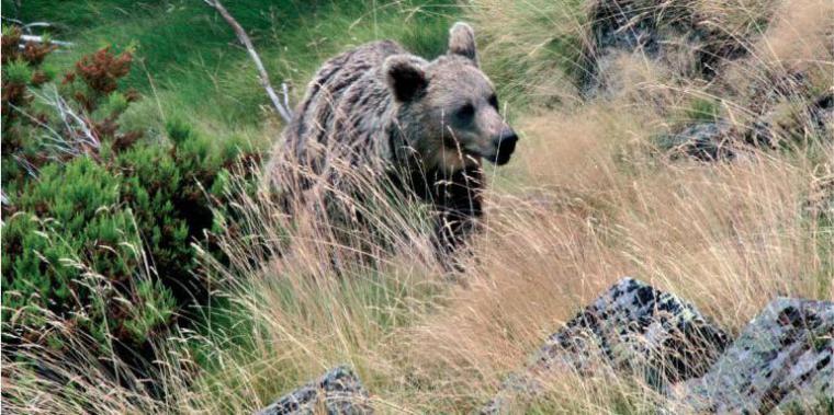 Se retoma la búsqueda del oso al que dispararon en Palencia