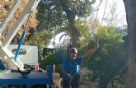 Un arborista realiza un seguimiento a los ejemplares 'susceptibles de sufrir fatiga y estrés térmico en Lorca'