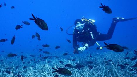  El cambio climático afecta a la producción de plancton en el Mediterráneo, según un estudio reciente
