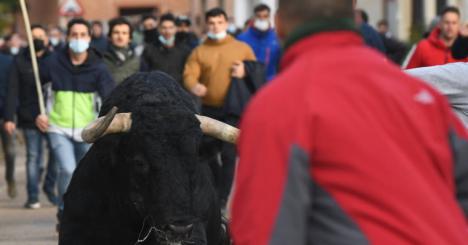 Pánico en un encierro en Pollos( Valladolid) al escaparse un toro del recorrido 