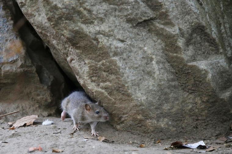 Tras los incendios, una plaga de ratas devasta Portugal 