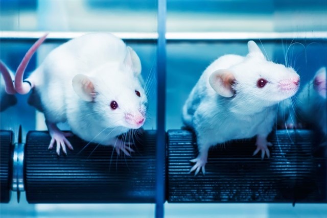 Un fármaco inyectable cura el cáncer de pulmón en ratones