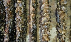 Pesca restringida en el embalse de Cuevas de Almanzora por mejillón cebra invasor