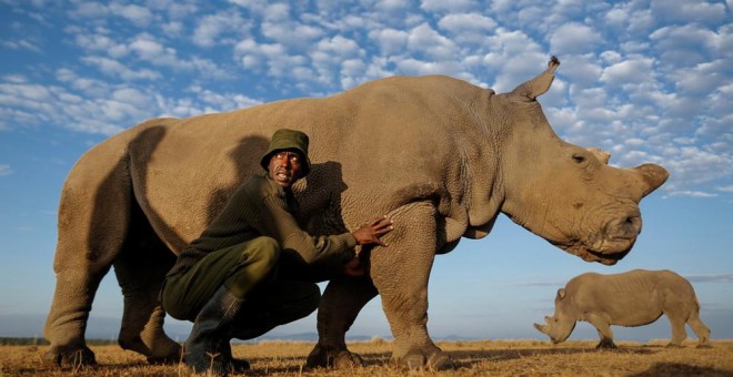 
El último macho de rinoceronte blanco que quedaba en el mundo, ha muerto


 
