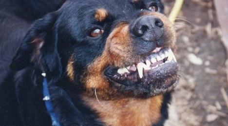 El ataque de un perro de raza peligrosa en Lugones, le destroza la cara a un hombre