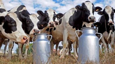 Cajamar, en colaboración con InLac, presenta la publicación ‘El sector lácteo en España’