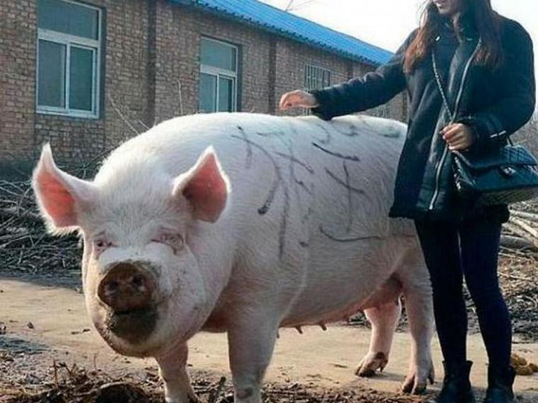 China busca una solución a le escasez de carne con la crianza de cerdos gigantes