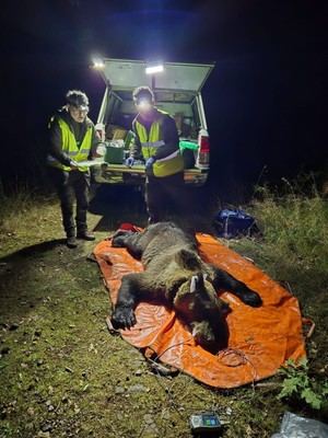 La Junta de Castilla y León avanza en el estudio del comportamiento del oso pardo mediante datos GPS