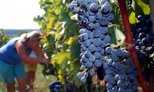 El delegado del Gobierno informa del reparto de 4,5 millones de euros para el sector vitivinícola y de flor cortada de la Región de Murcia