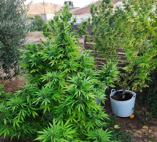 La Policía Local localiza cuatro plantas de marihuana cultivadas en un huerto colindante a una vivienda en La Campana