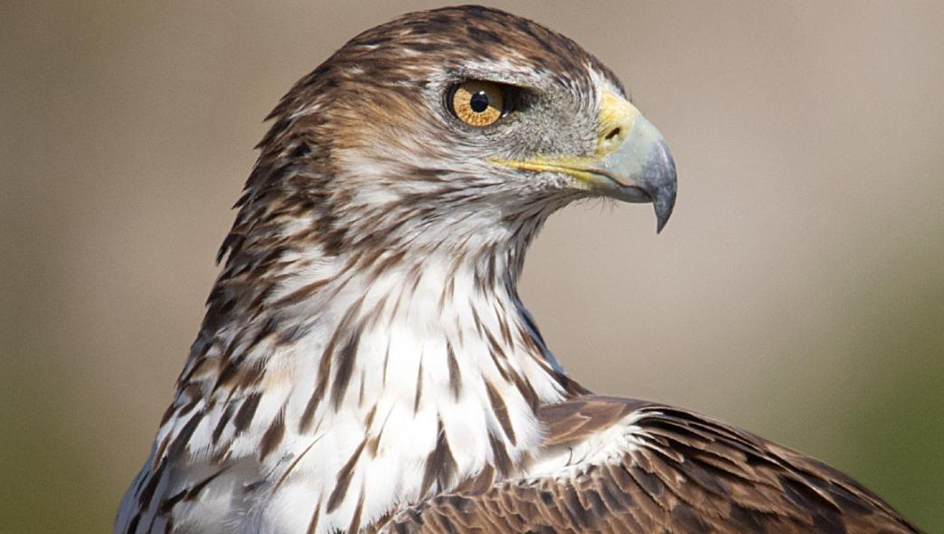 El Águila Perdicera es elegida por los escolares como el “Aguileño del año”