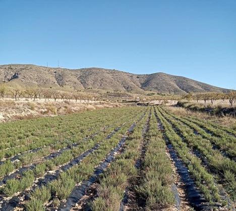 El Ayuntamiento concede una subvención de 10.000 euros a la Asociación de Productores y Transformadores de Plantas Aromáticas de las Tierras Altas de Lorca