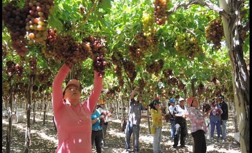 Productores de uva denuncian: “Coato nos hurta nuestros derechos como socios”