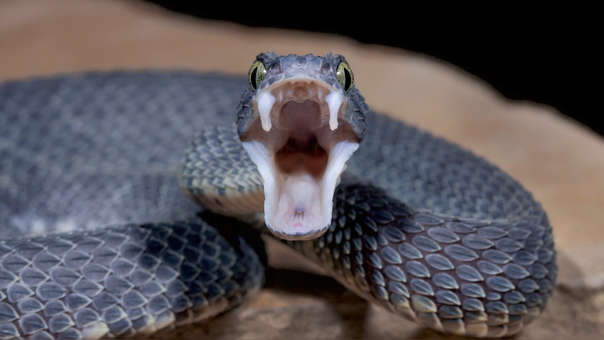 Muere tras ser mordida por una serpiente que compró por Internet