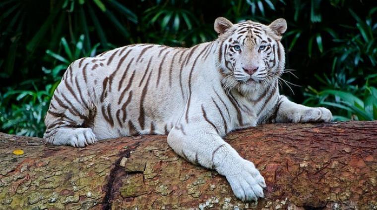 Un tigre blanco, protagonista de un susto de muerte 